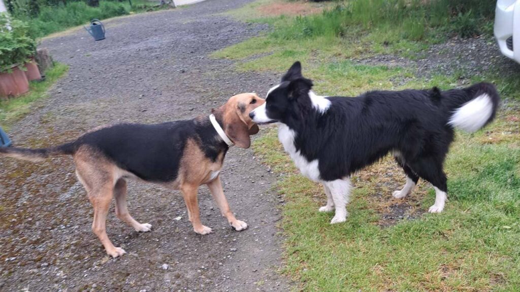 à la pension canine familiale d'Orvanne, jeu collectif à la maison-4 , face à face