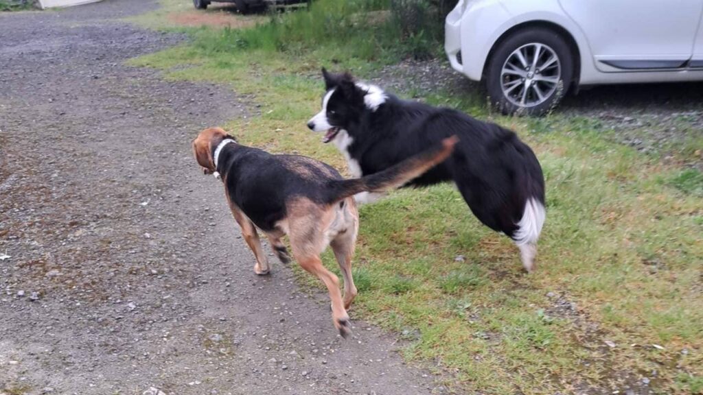 à la pension canine familiale d'Orvanne, jeu collectif à la maison-5, Snow s'explique