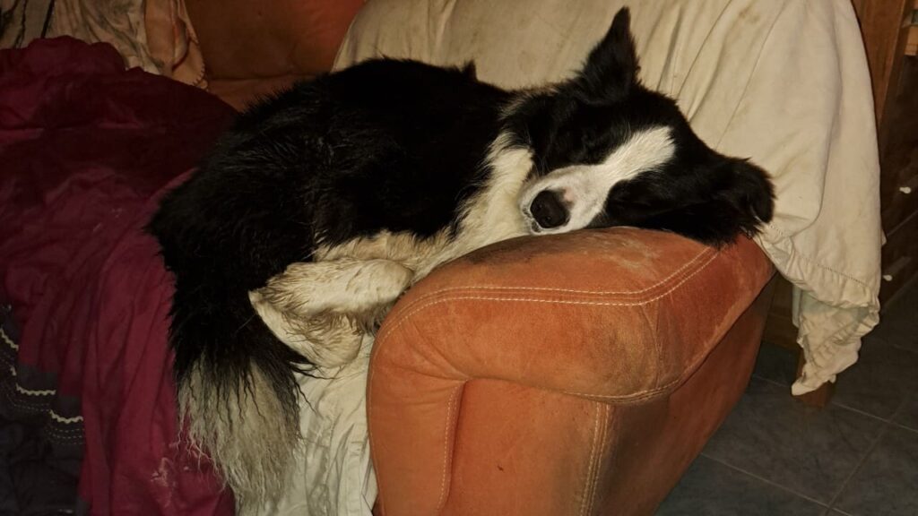 à la pension canine familiale d'Orvanne, c'est beau comme il dort