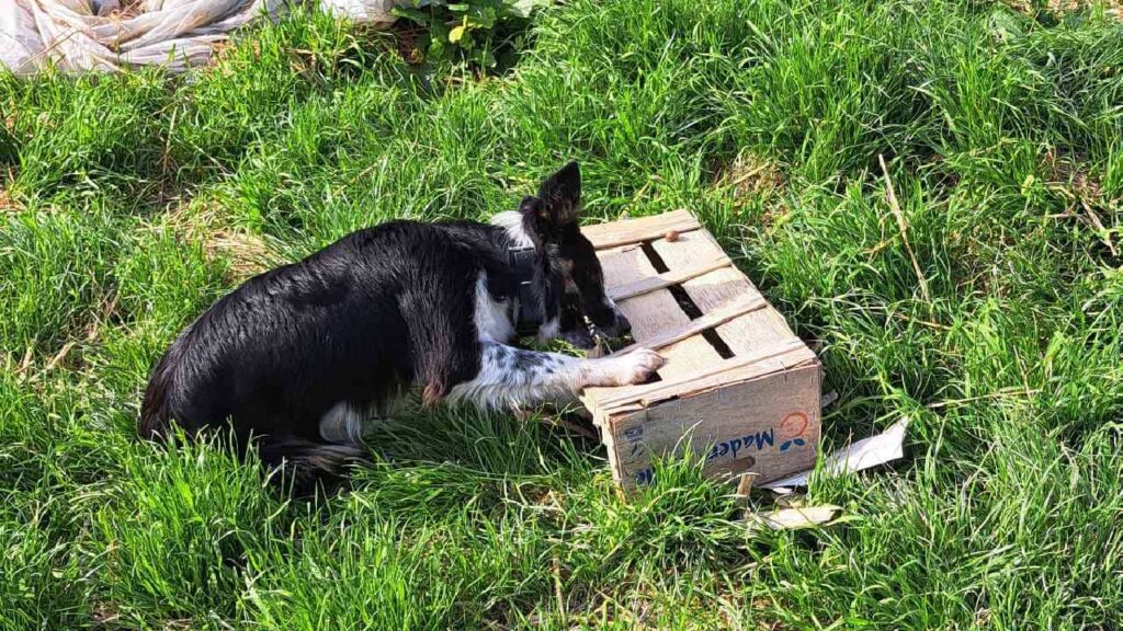 le jardinage continue à la pension pour chiens familiale d'Orvanne, Ulysse regarde les poules , couchée dans la paille, sinon c'est la caisse qu'elle détruit