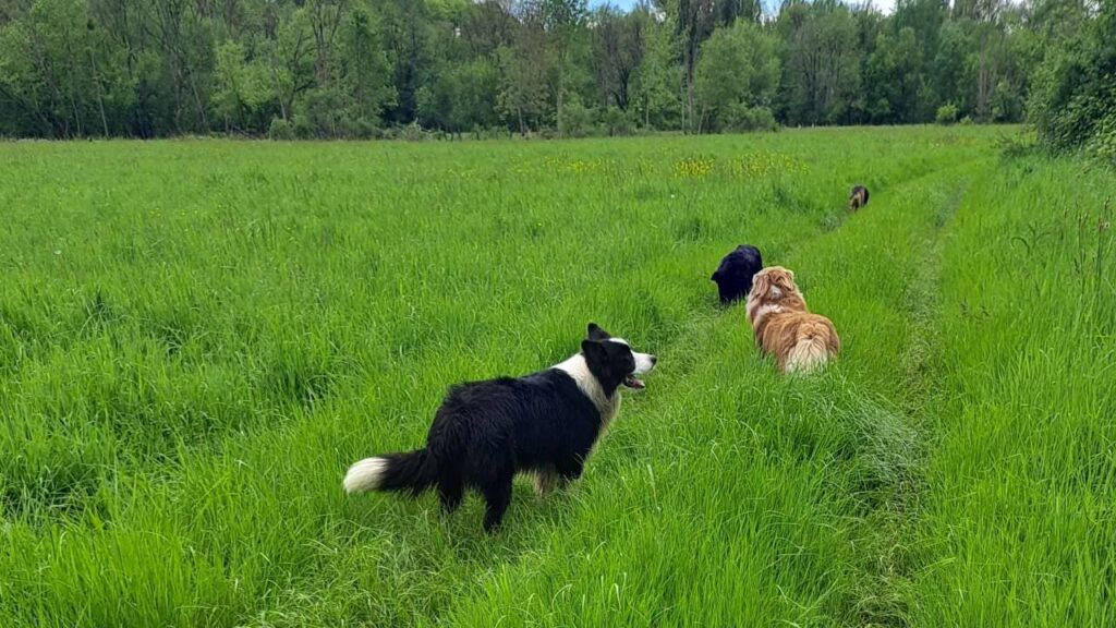 à la pension familiale des chiens d'Orvanne, petit jeu entre potes-3