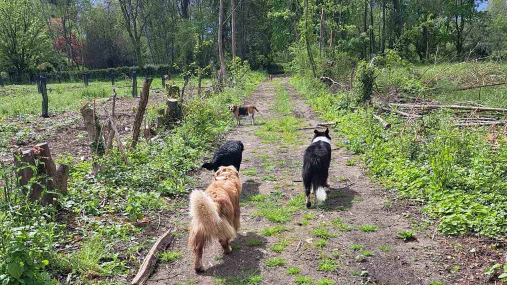 à la pension canine familiale d'Orvanne, petit jeu entre potes-4