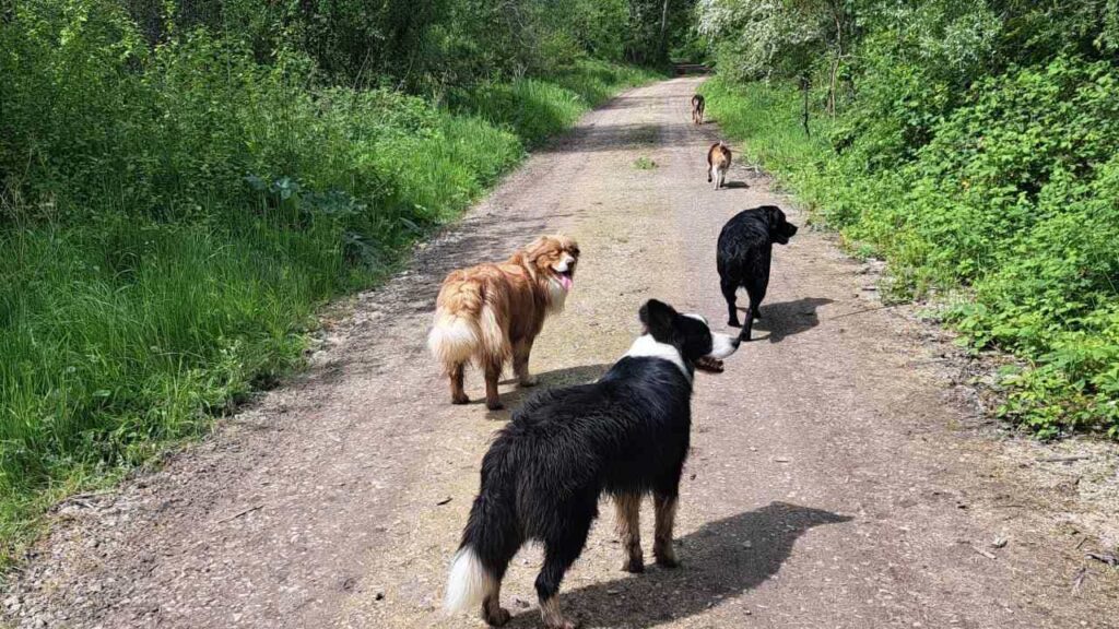 à la pension canine familiale d'Orvanne, petit jeu entre potes-5