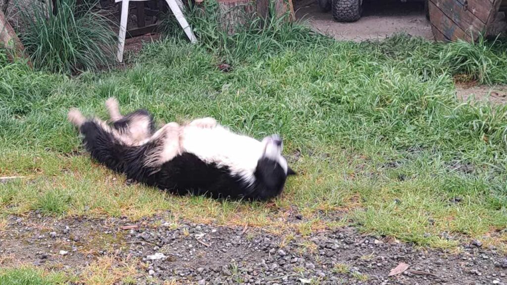 à la pension familiale des chiens d'Orvanne, Snow adore se roule à la maison-1