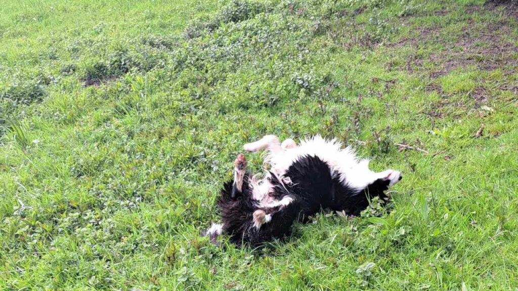 à la pension familiale des chiens d'Orvanne, Snow adore se rouler -1 dans l'herbe