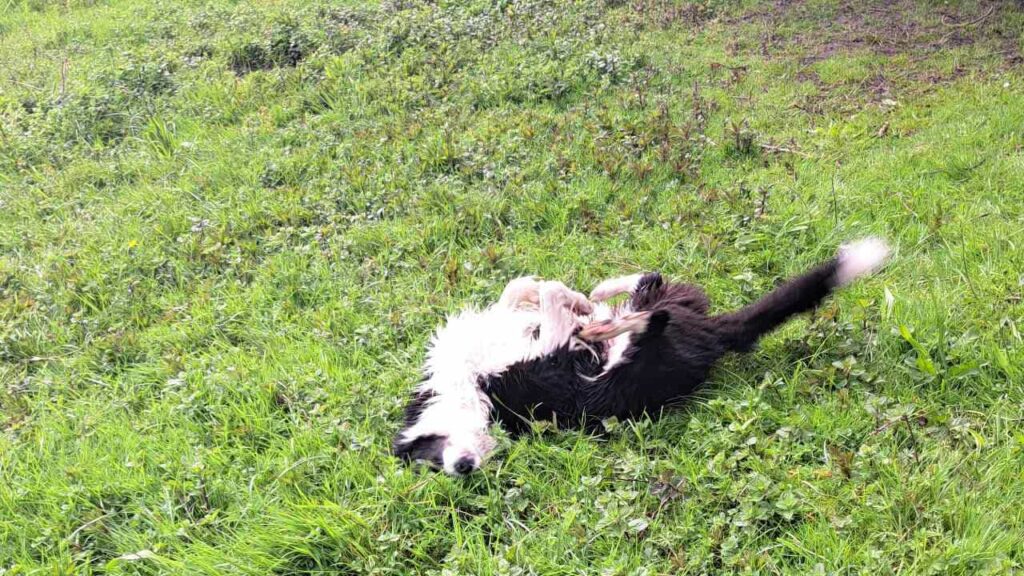 à la pension canine familiale d'Orvanne, Snow adore se rouler -10 dans l'herbe