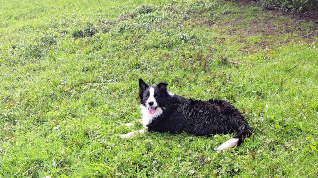 à la pension familiale des chiens d'Orvanne, Snow adore se rouler dans l'herbe, final heureux