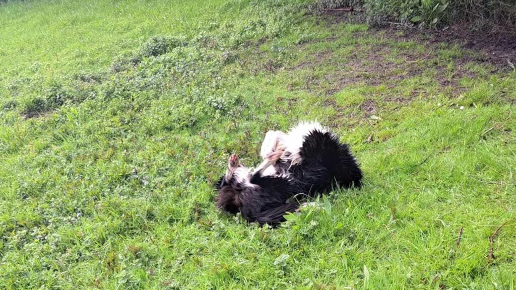 à la pension canine familiale d'Orvanne, Snow adore se rouler -2 dans l'herbe