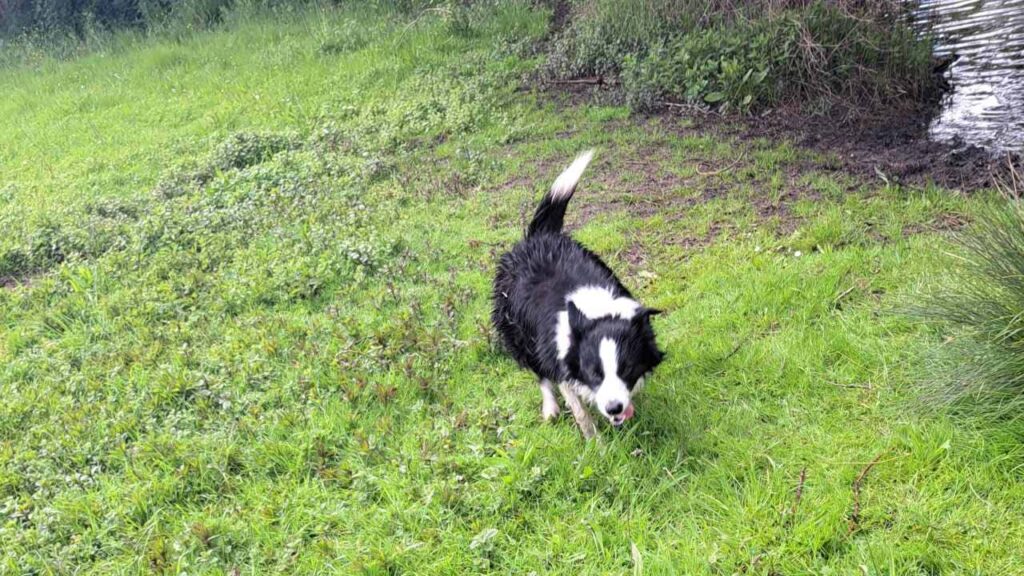 à la pension canine familiale d'Orvanne, Snow adore se rouler -3 dans l'herbe