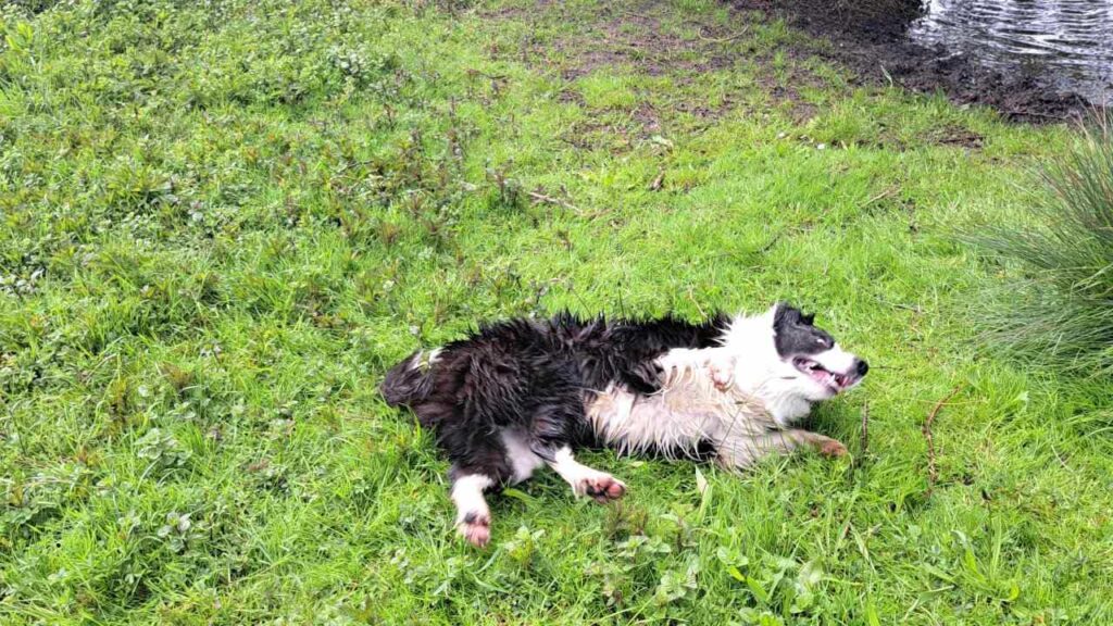 à la pension canine familiale d'Orvanne, Snow adore se rouler -4 dans l'herbe