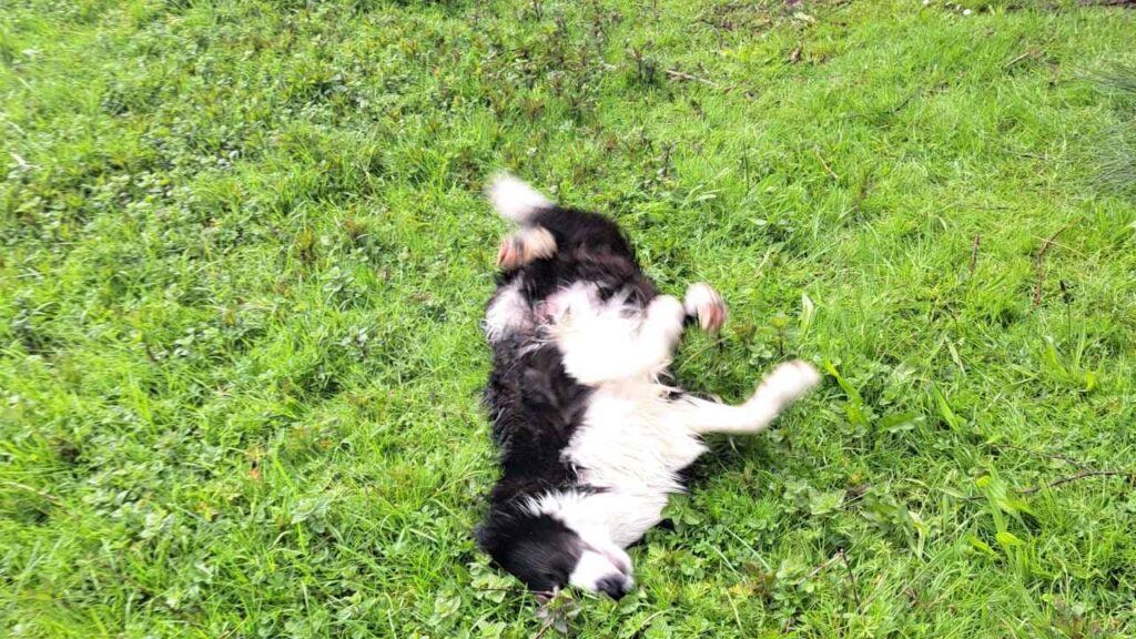 à la pension familiale des chiens d'Orvanne, Snow adore se rouler -5 dans l'herbe