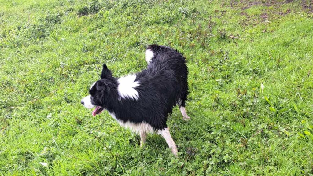 à la pension canine familiale d'Orvanne, Snow adore se rouler -6 dans l'herbe