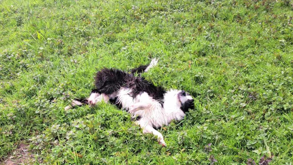 à la pension familiale des chiens d'Orvanne, Snow adore se rouler -7 dans l'herbe