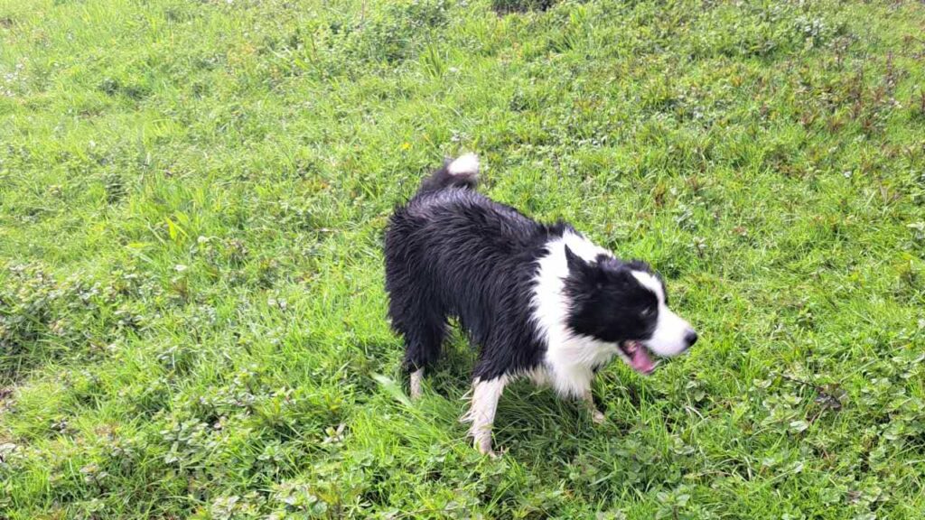 à la pension canine familiale d'Orvanne, Snow adore se rouler -8 dans l'herbe