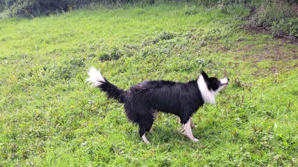 à la pension canine familiale d'Orvanne, Snow adore se rouler -9 dans l'herbe