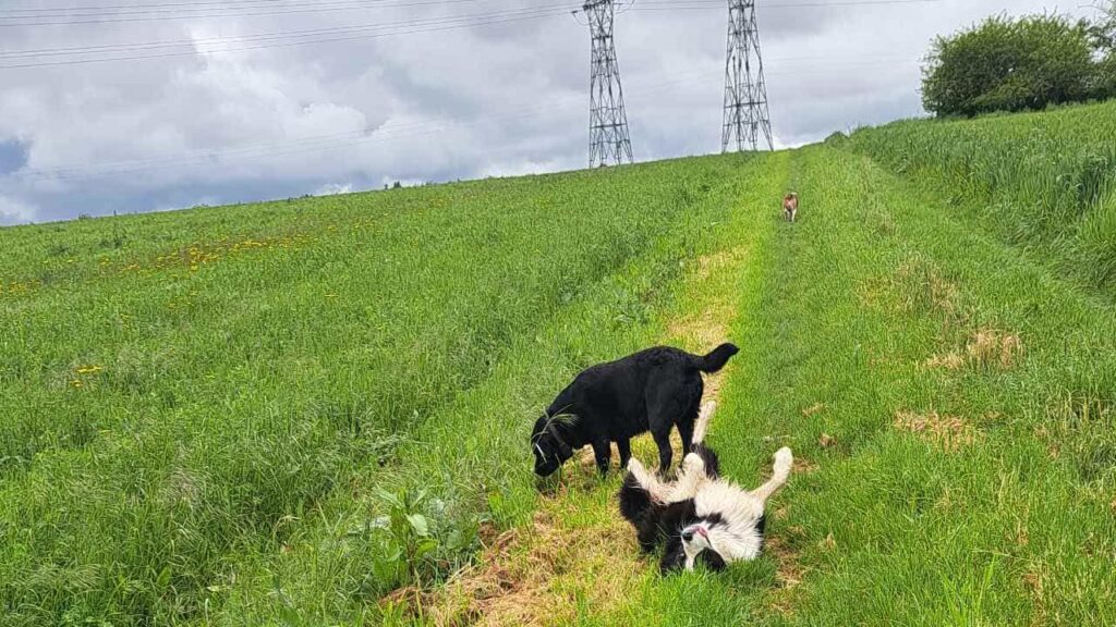 à la pension familiale des chiens d'Orvanne, Snow se roule partout -1