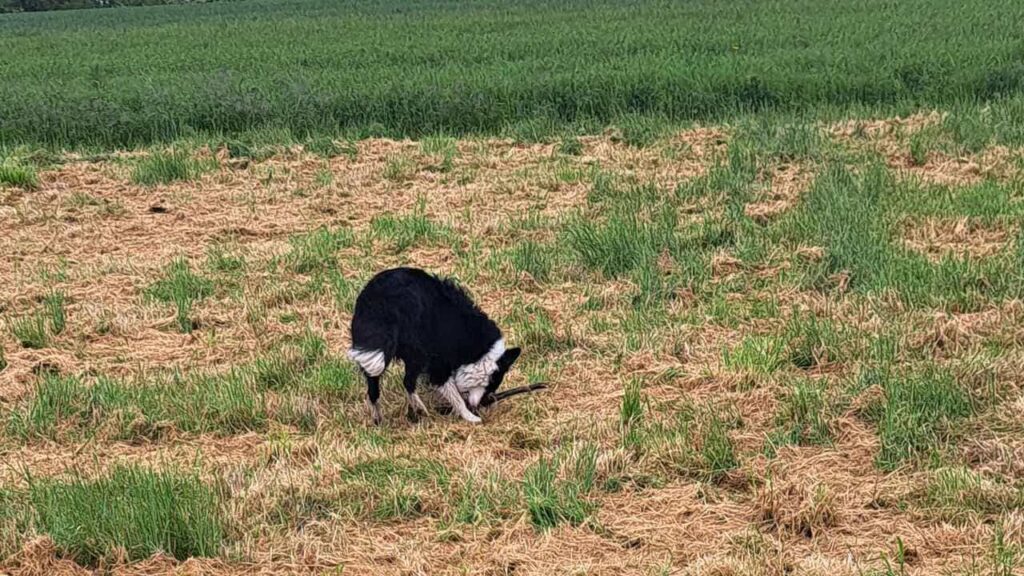 à la pension canine familiale d'Orvanne, Snow s'enfuit avec le bâton-4