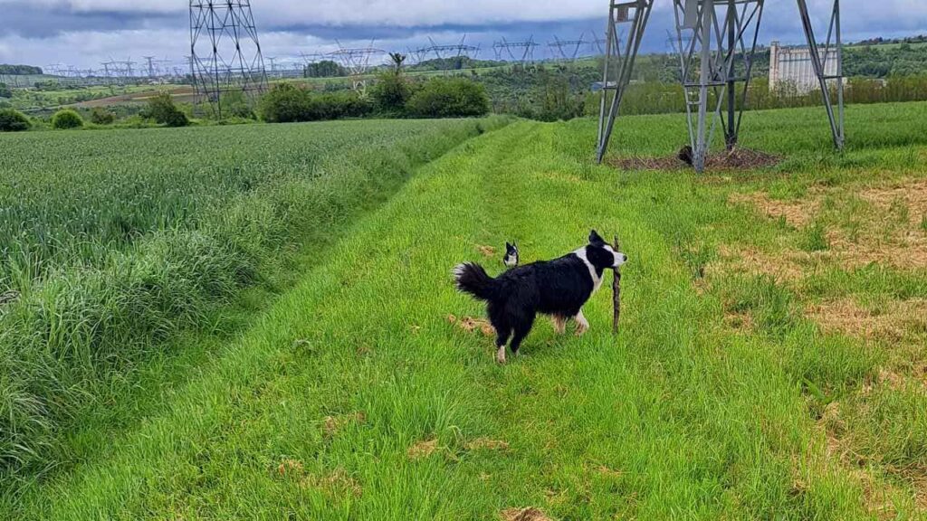 à la pension canine familiale d'Orvanne, promenade du samedi vers Orvanne-7, Snow joue avec le bâton et revient sur le chemin