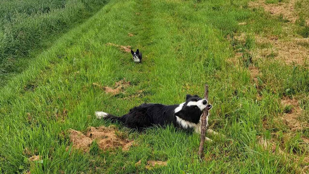 à la pension canine familiale d'Orvanne, promenade du samedi vers Orvanne-8, Snow joue avec le bâton et revient sur le chemin et nargue ma Prune