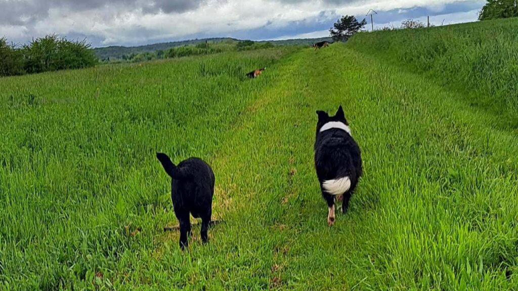 à la pension canine familiale d'Orvanne, promenade du samedi vers Orvanne-9, Snow joue avec le bâton et revient sur le chemin et nargue ma Prune et ma Prune reprend son bien