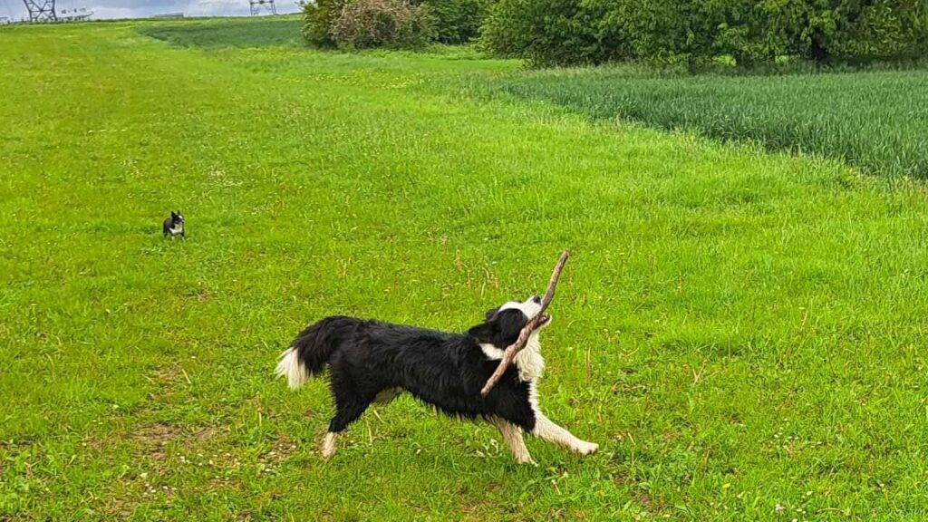 à la pension familiale pour chiens d'Orvanne, Snow joue-3