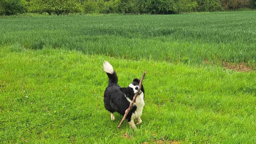 à la pension familiale pour chiens d'Orvanne, Snow joue-4