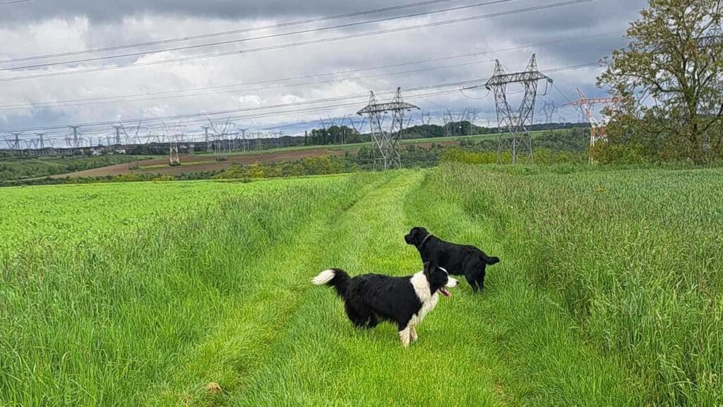 à la pension canine familiale d'Orvanne, promenade du samedi vers Orvanne