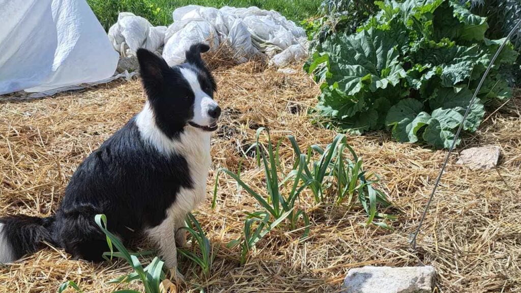 le jardinage continue à la pension pour chiens familiale d'Orvanne, Snow dans les ails jamais, très loin