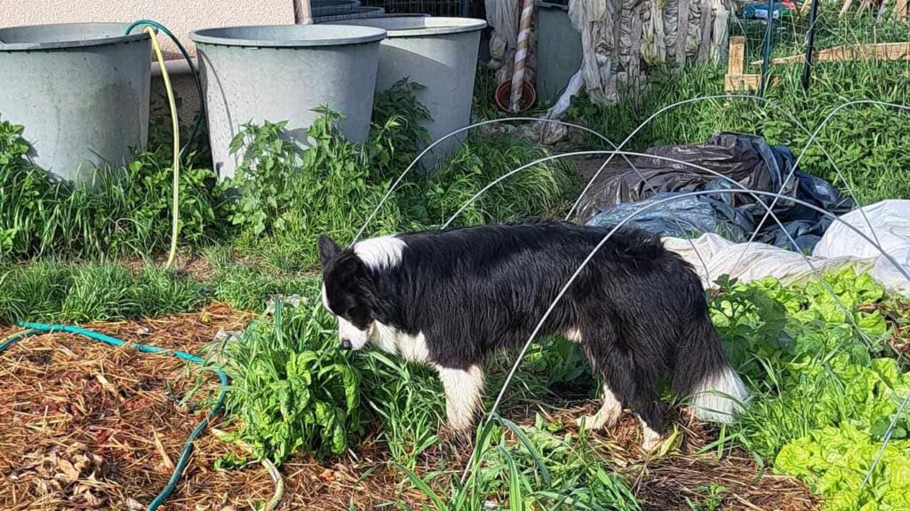 le jardinage continue à la pension pour chiens familiale d'Orvanne, Snow mange quelques brins d'herbe