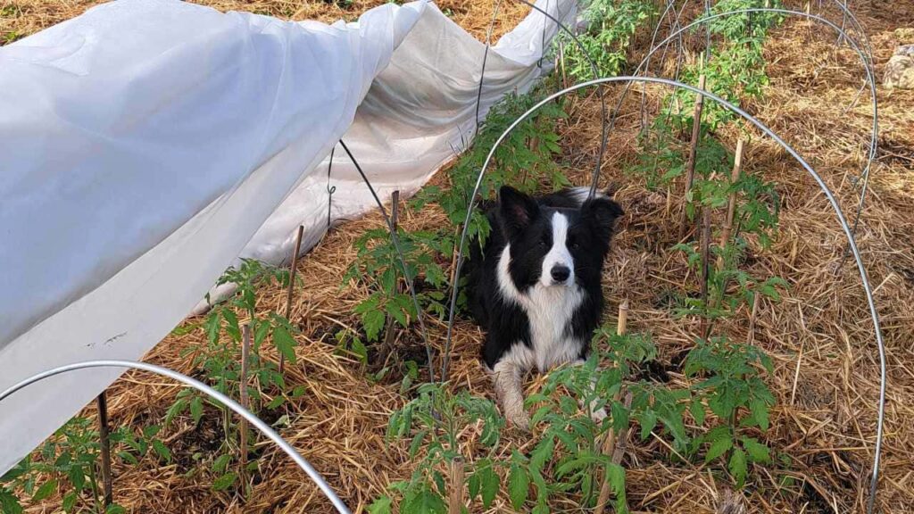 le jardinage continue à la pension pour chiens familiale d'Orvanne, Snow dans la tomate, près de moi