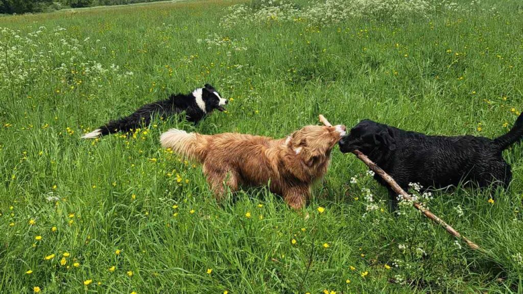 à la pension canine familiale d'Orvanne, on joue beaucoup avec un bâton -1