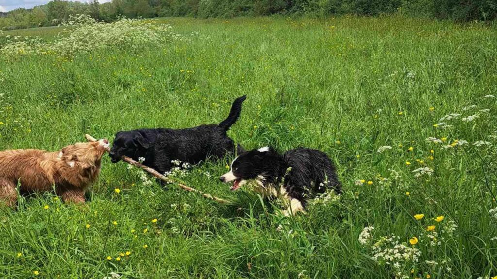 à la pension familiale des chiens d'Orvanne, on joue beaucoup avec un bâton -2