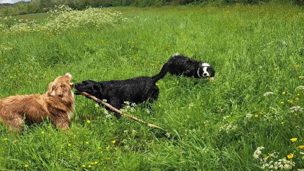 à la pension canine familiale d'Orvanne, on joue beaucoup avec un bâton -3