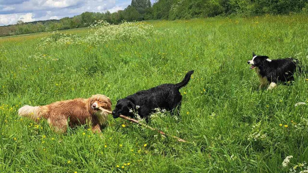 à la pension familiale des chiens d'Orvanne, on joue beaucoup avec un bâton -4