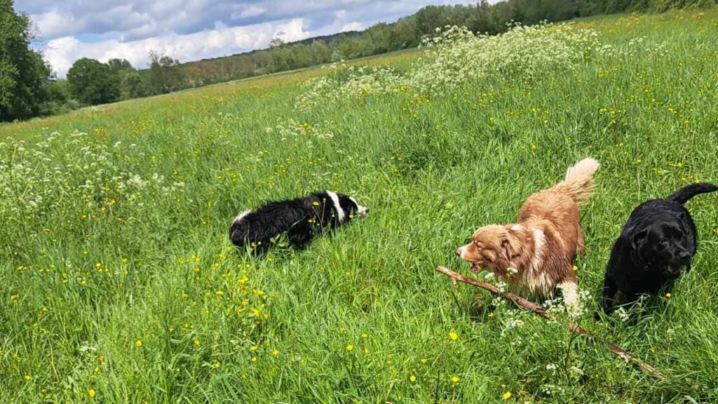 à la pension familiale des chiens d'Orvanne, on joue beaucoup avec un bâton -5