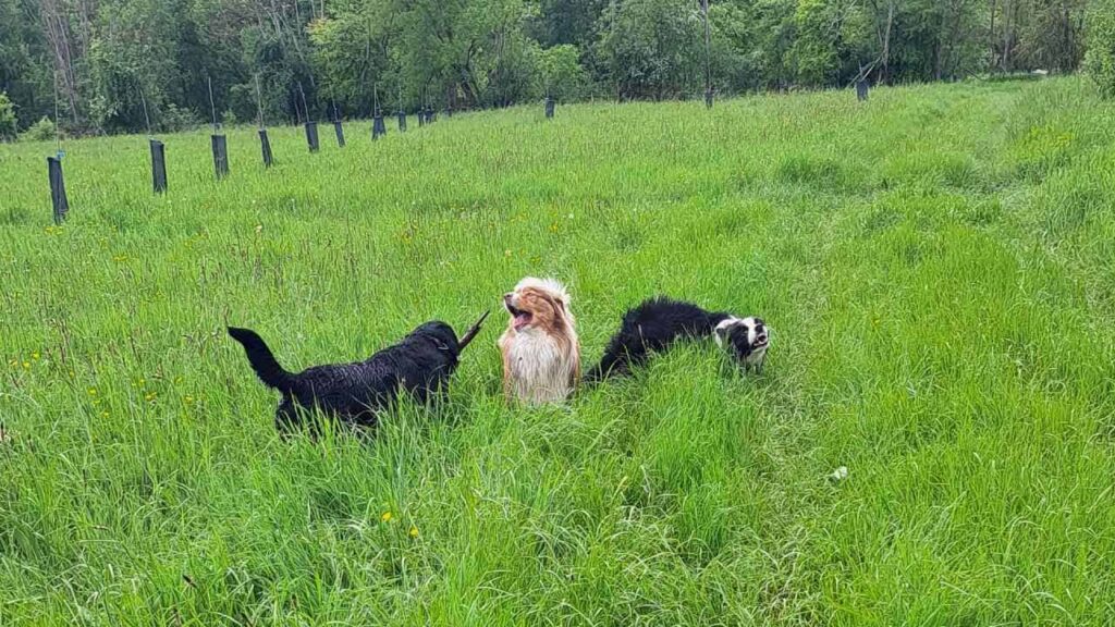 à la pension canine familiale d'Orvanne, jeu dans l'herbe -1