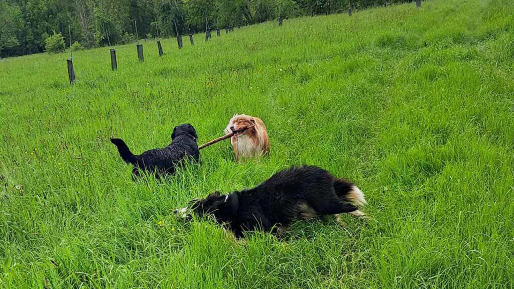 à la pension canine familiale d'Orvanne, jeu dans l'herbe -2