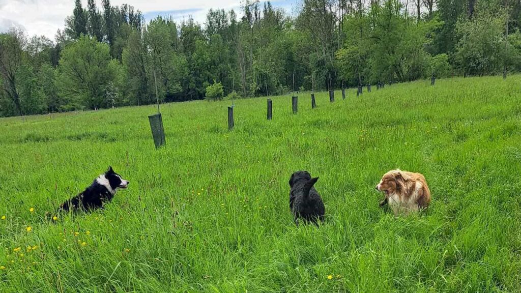 à la pension canine familiale d'Orvanne, jeu dans l'herbe -3