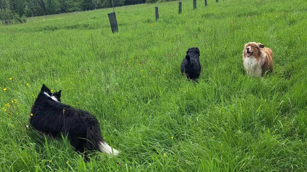 à la pension familiale des chiens d'Orvanne, jeu dans l'herbe -4