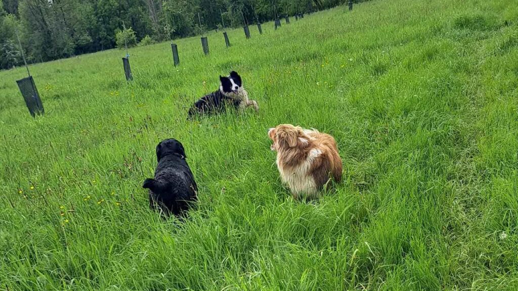 à la pension familiale des chiens d'Orvanne, jeu dans l'herbe -5