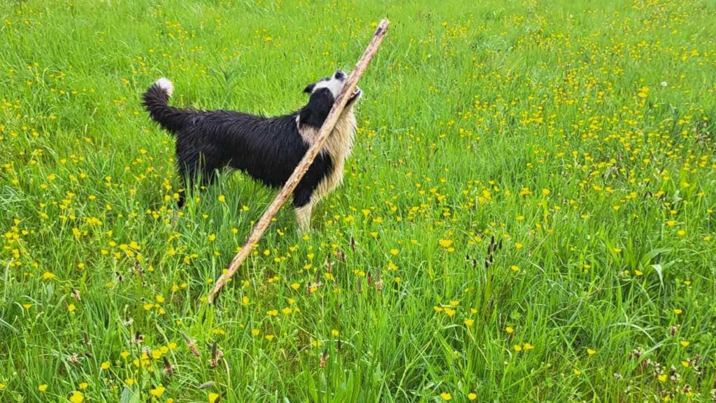 lors de notre promenade de chiens à Orvanne, Snow a trouvé un grand bâton