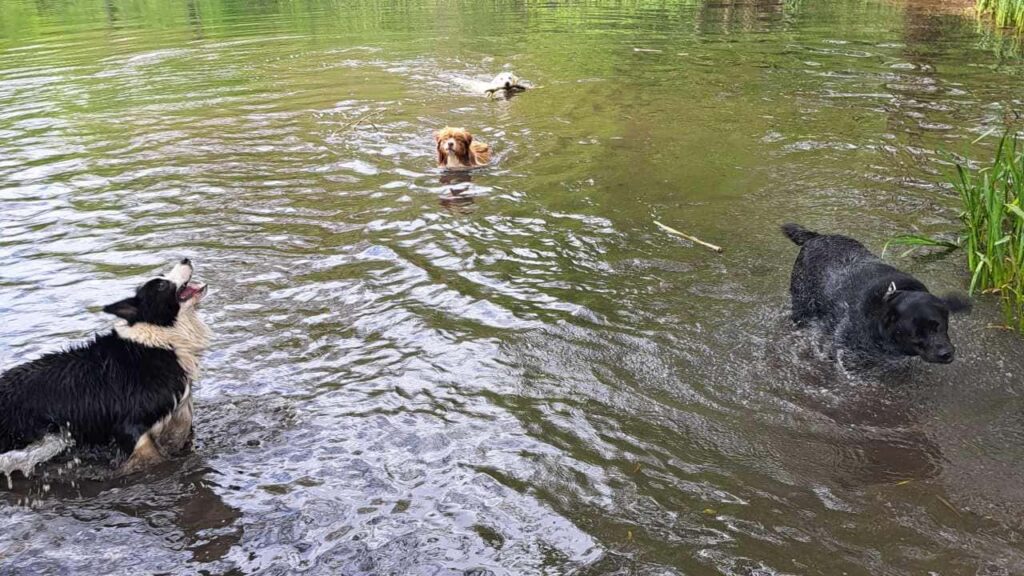 belle rencontre entre potes ,lors de notre promenade de chiens à Orvanne, Utah revient avec le bâton - 1