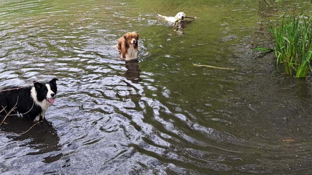 belle rencontre entre potes ,lors de notre promenade de chiens à Orvanne, Utah revient avec le bâton - 3