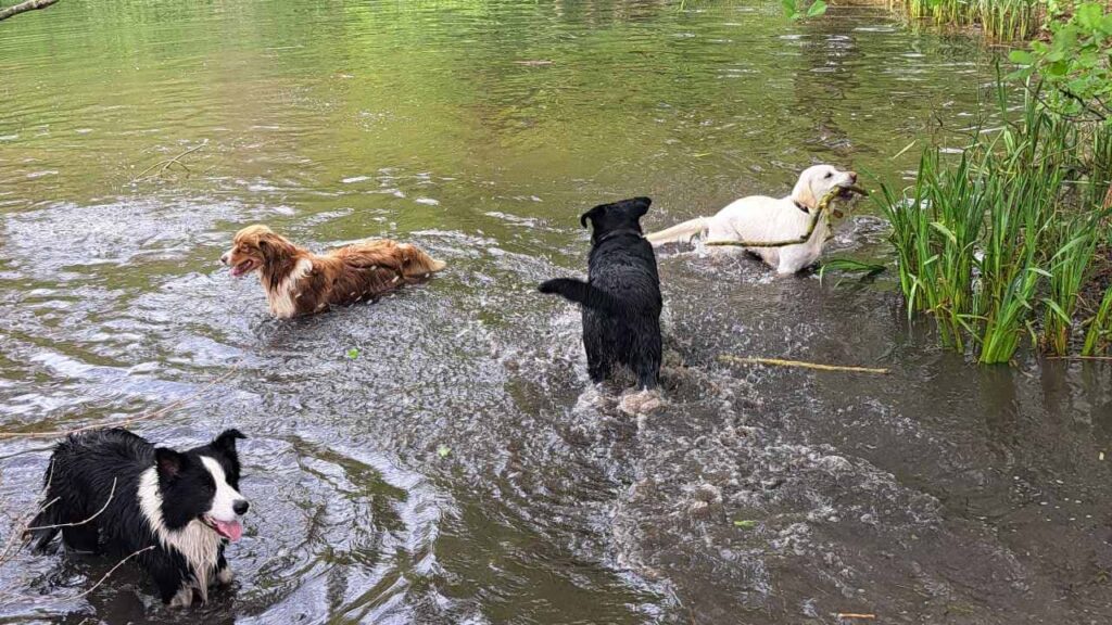 lors de notre promenade de chiens à Orvanne, Utah revient avec le bâton - 4