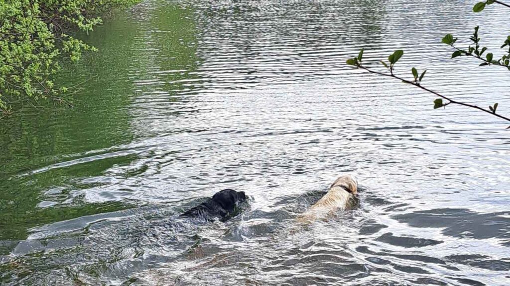 belles rencontres entre potes canins à Moret Loing et Orvanne, Utah et ma Prune foncent sur le bâton- 1