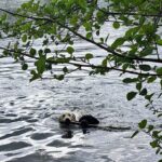 Promenades canines collectives : pourquoi les chiens ont besoin de balades quotidiennes pour être équilibrés