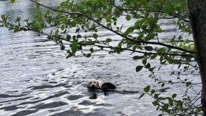 Lire la suite à propos de l’article Promenades canines collectives : pourquoi les chiens ont besoin de balades quotidiennes pour être équilibrés