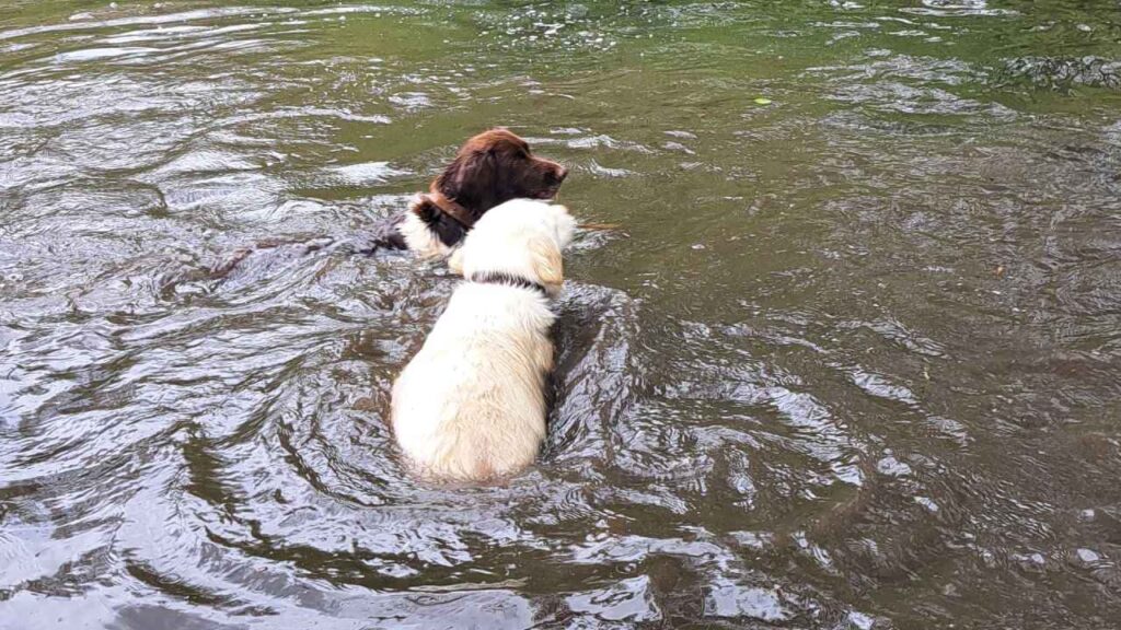 lors de notre promenade de chiens à Orvanne, Utah et Mila luttent pour le même bâton -1