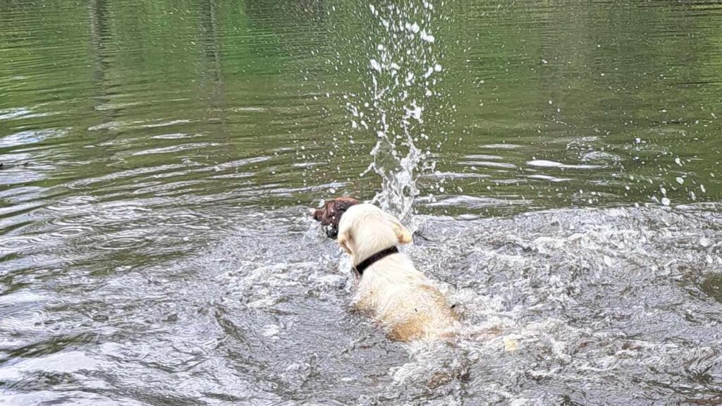 belles rencontres entre potes canins à Moret Loing et Orvanne, Utah et Mila luttent pour le même bâton -2