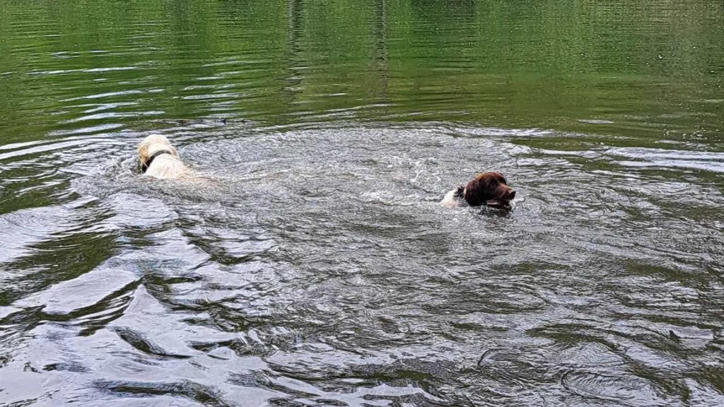 lors de notre promenade de chiens à Orvanne, Utah et Mila luttent pour le même bâton -3